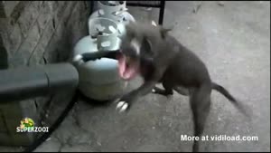 Dog Vs Leaf Blower