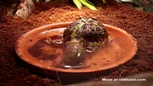 Frog Takes Huge Poop