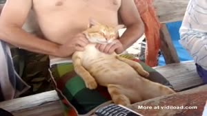 Massaging A Cat