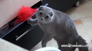 Cat Gets Caught Red Handed