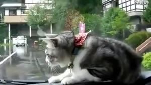 Keeping Your Cat Busy