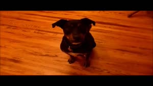Dog Hides For The Police