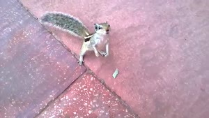 What A Cute Squirrel...