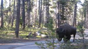 Huge Bison Passing By