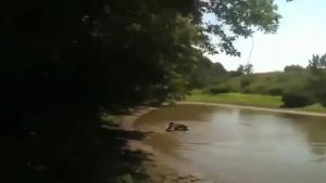 Dog Catches Big Fish