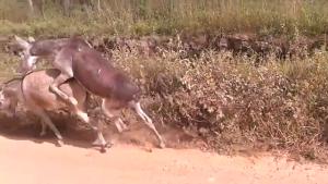 Donkeys Having A Very Active Love Life