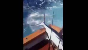 Marlin Jumps Into Boat