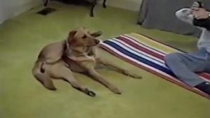 Yoga Dog