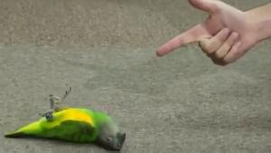 Little Parrot Is A Great Actor