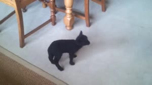 Little Lamb Learns How To Jump
