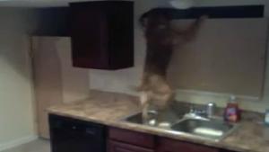 Houdini Dog Escape