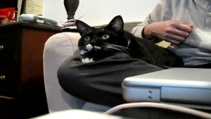Cat Watches Discovery Channel