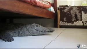 Sleeping With A Crocodile