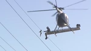 Bird Saved From Power Lines