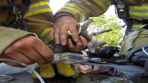 Firefighter Saves Kitten