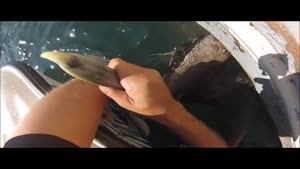 Fish Gets A Third Chance At Life