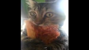 Cat Won't Give Up Pizza