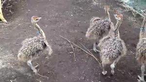 Ostrich Flashmob