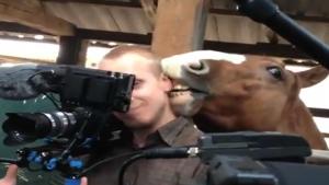 Horse Nibbles Camera Man