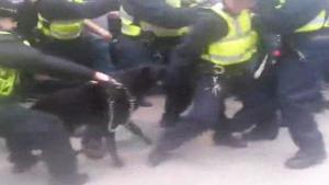 Police Dog Attacks Police Man
