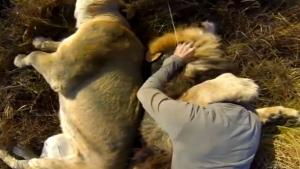 Fearless Guy Playing With Lions