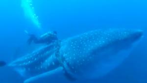 Whale Shark Rescued From Fishing Net