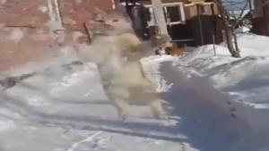 Cat Tries To Catch Snow
