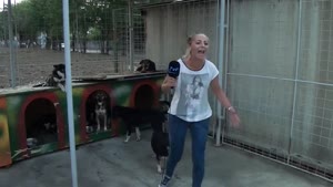 Reporter Gets Peed On By Dogs