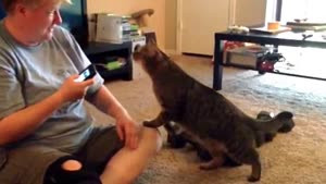 Cat Dislikes Human Cat Translator