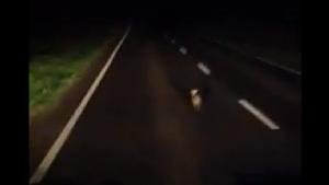 Rabbit Won't Get Off Road