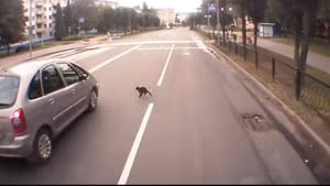 Cat Makes Bad Decisions Crossing Street