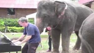 Piano Playing Elephant