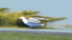 Seagull Travels Far Over 100mph