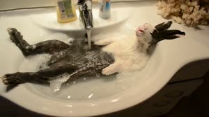 Bunny Taking A Bath