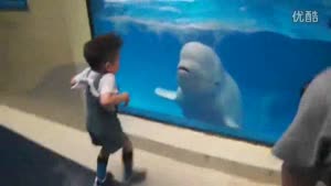 Beluga Whale Messes With Little Kid
