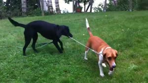 Dog Won't Let His Friend Go