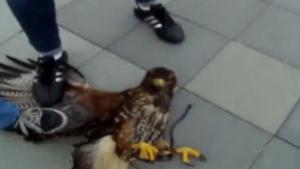 Hawk Attacks Little Dog