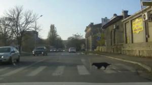 Dog Carefully Uses Cross Walk