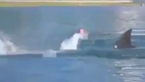 Swimmer Panics When Shark Approaches