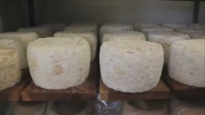 Cheese Made Of Human Bacteria