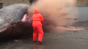 Sperm Whale Explodes