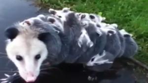 Possum Carrying 15 Babies On Her Back