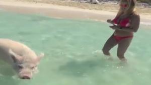 Swimming With Pigs