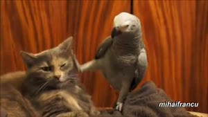 Parrot Teasing Cat