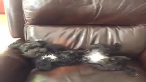 Dog Jumps In Chair Like A Boss
