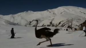 Ostrich Hits The Slopes In Iran