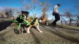 Disabled Dog Transports His Friend