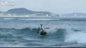 Surfing Swans
