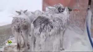 Frozen Donkeys