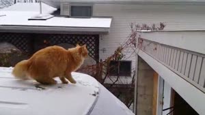 Cat Wants To Jump From Car To Roof